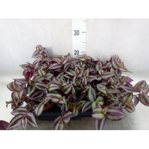 Tradescantia zebr. 'Violet Hill'