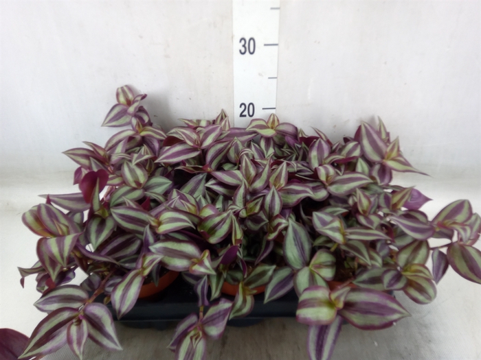 <h4>Tradescantia zebr. 'Violet Hill'</h4>