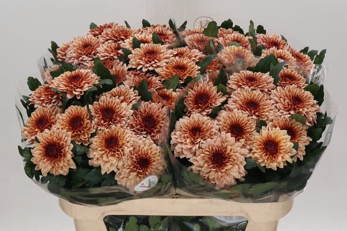 <h4>CHR G PIP SALMON</h4>