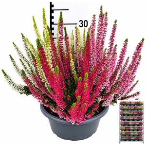 CALLU BL  QUATTRO G