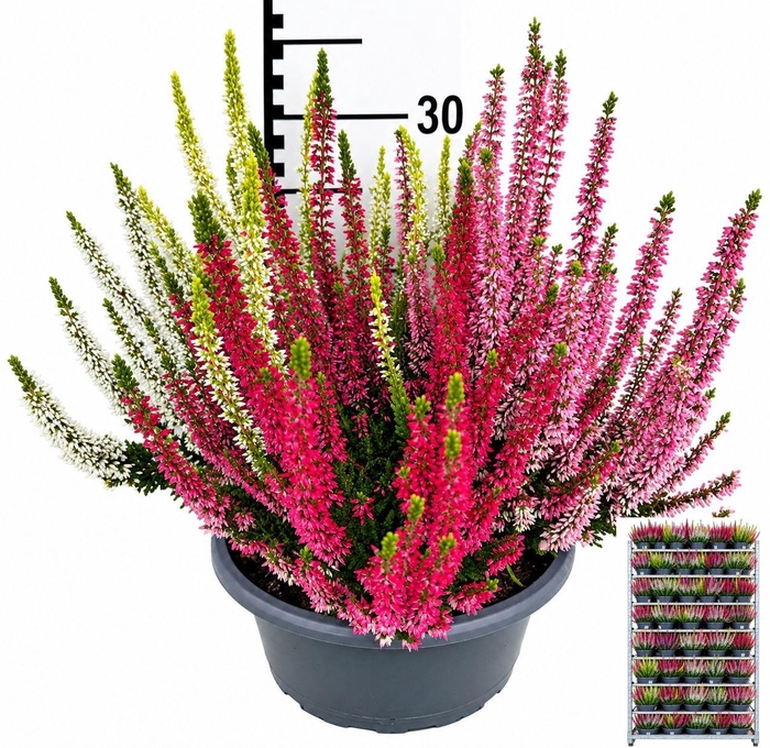 <h4>CALLU BL QUATTRO G</h4>