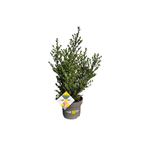 Ilex crenata Dark Green, P23, Struik 40-60cm
