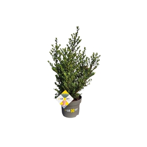 Ilex crenata Dark Green, P23, Struik 40-60cm
