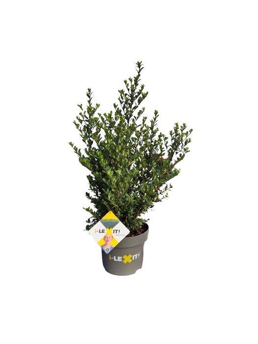<h4>Ilex crenata Dark Green, P23, Struik 40-60cm</h4>