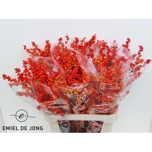 ILEX VE OUDIJ ORANGE