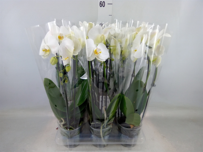 <h4>Phalaenopsis  'Elegant Cascade'</h4>