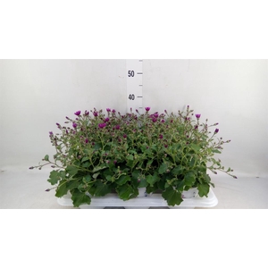 Pericallis cr. 'Senetti Magenta'