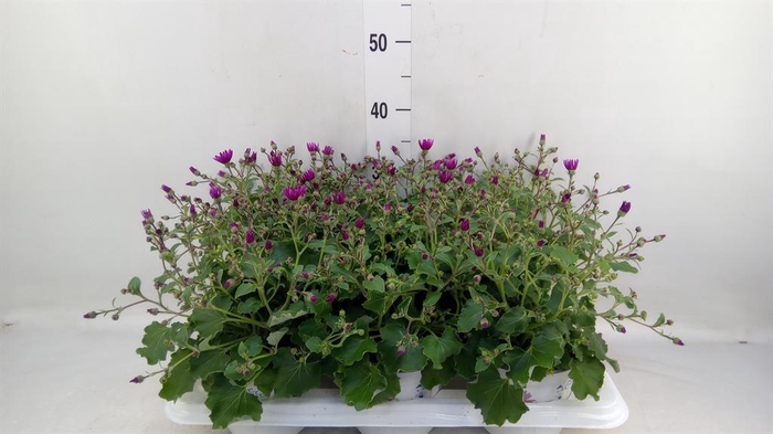 <h4>Pericallis cr. 'Senetti Magenta'</h4>