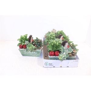ARR TUINPLANTEN