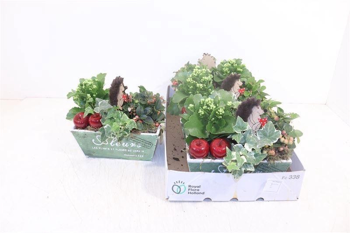 <h4>ARR TUINPLANTEN</h4>
