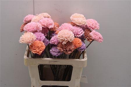 <h4>Shola Carnation Mix</h4>