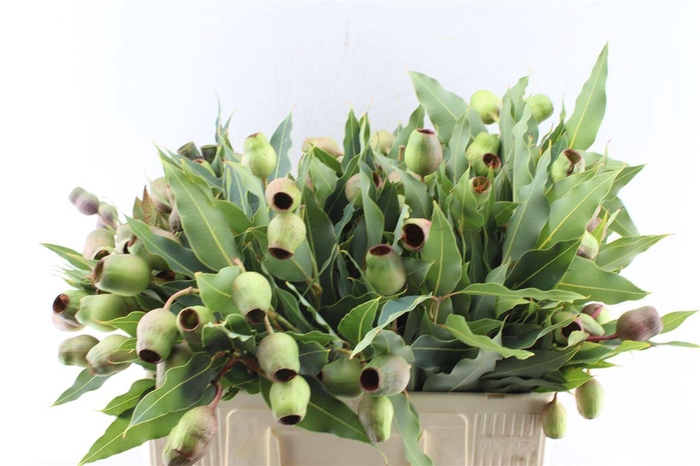 <h4>Euca Bell Fresh Gum</h4>