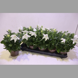 Platyco Gr Astra Whi