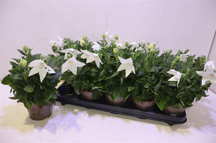 <h4>Platyco Gr Astra Whi</h4>