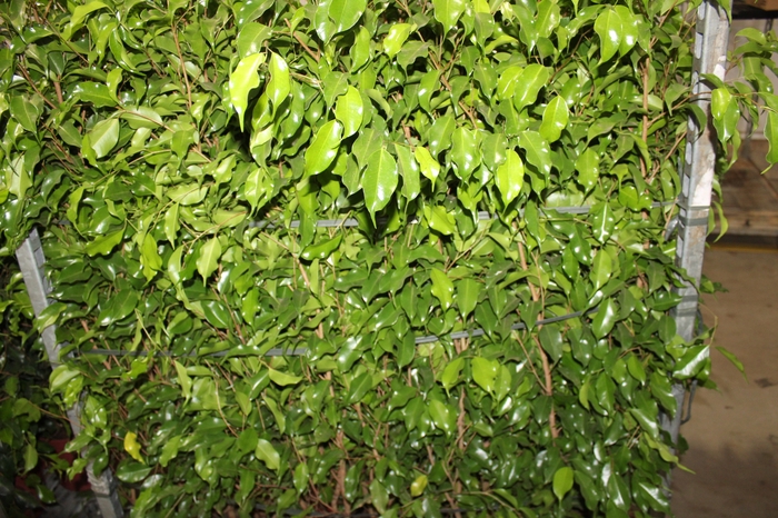 <h4>FICUS BENJAMINA P24</h4>