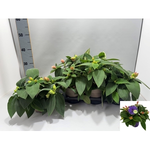 TIBOUCHINA RICH BLUE
