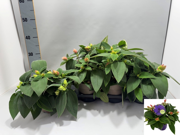<h4>TIBOUCHINA RICH BLUE</h4>
