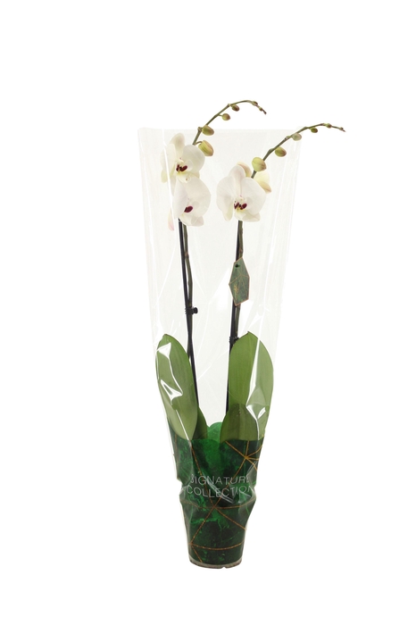<h4>Signature Phal Reyoung Prince 2T16+</h4>