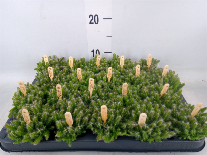 <h4>Hylocereus undatus</h4>