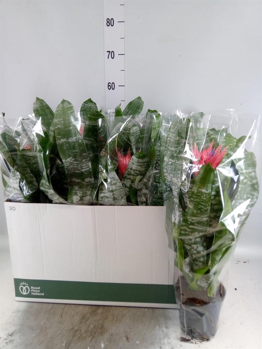 <h4>Aechmea fasciata 'Primera'</h4>