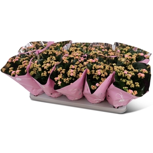 Kalanchoe gevuld Perfecta Pink