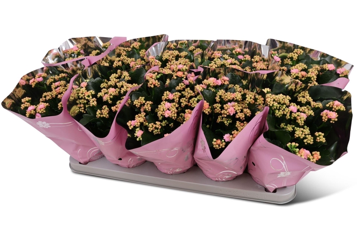 <h4>Kalanchoe gevuld Perfecta Pink</h4>