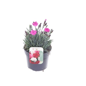 Dianthus Dinetta Pink