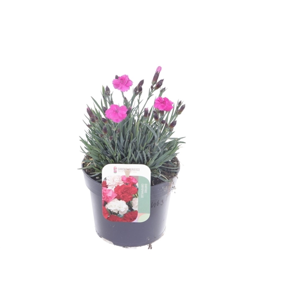 <h4>Dianthus Dinetta Pink</h4>
