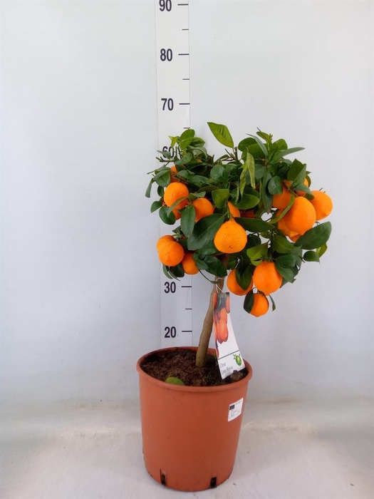 <h4>Citrus   ...</h4>