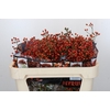 Rozenbottel Autumn Rosefruits