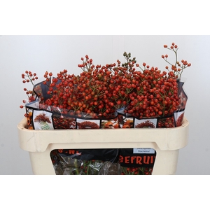 Rozenbottel Autumn Rosefruits
