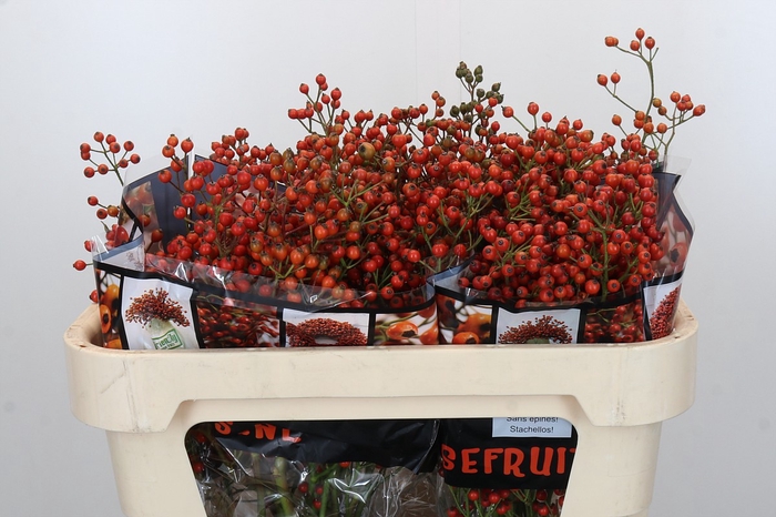 <h4>Rozenbottel Autumn Rosefruits</h4>