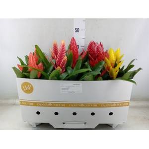 Vriesea   ...mix 5