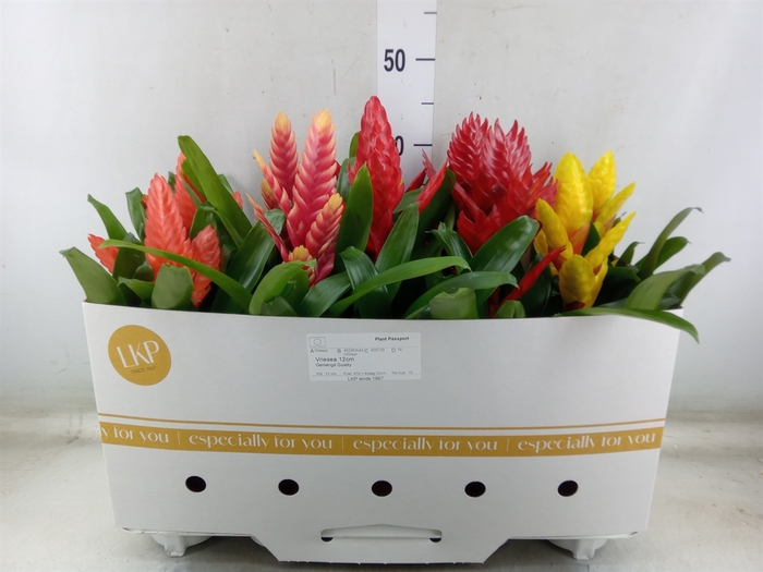 <h4>Vriesea   ...mix 5</h4>