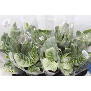 AGLAONEMA VARIADA P12 PREMIUM