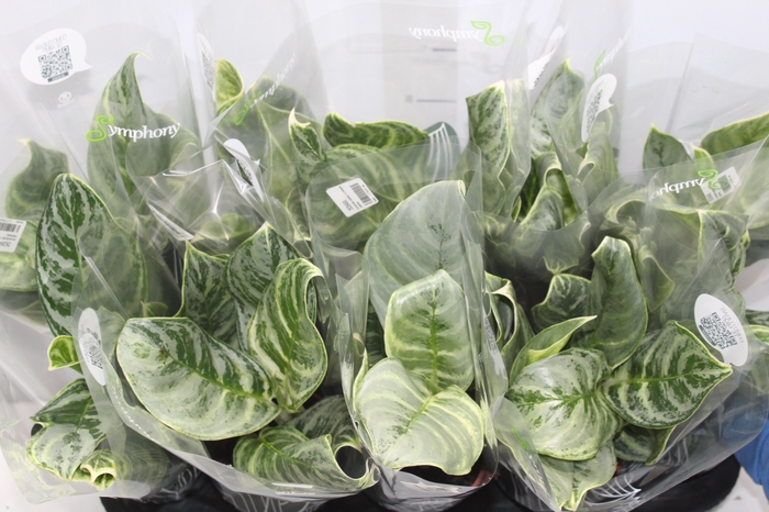 <h4>AGLAONEMA VARIADA P12 PREMIUM</h4>