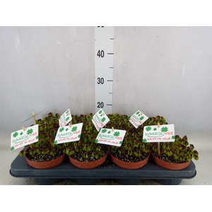 Oxalis deppei