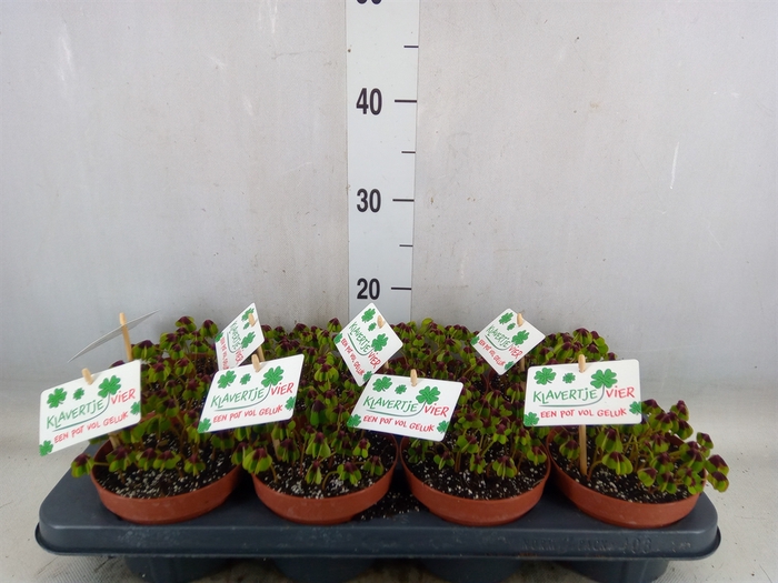 <h4>Oxalis deppei</h4>