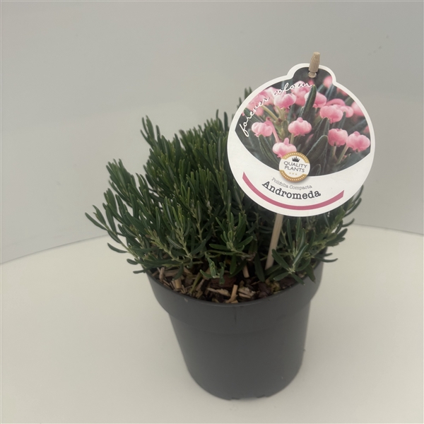 <h4>Andromeda polifolia 'Compacta'</h4>