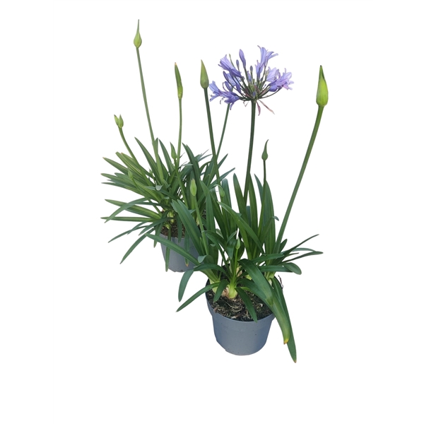 <h4>Agapanthus blauw. 15cm Charlotte 2-5 knoppen boven gewas</h4>