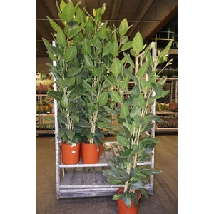 Ficus Benghalensis