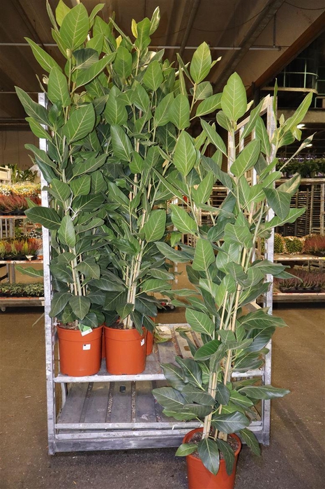 <h4>Ficus Benghalensis</h4>