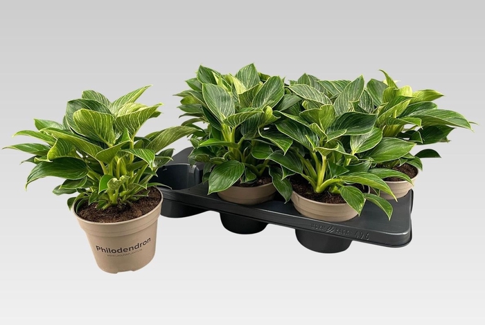 <h4>PHIL BIRKIN</h4>