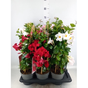 Mandevilla am. 'Sundav'  ...mix