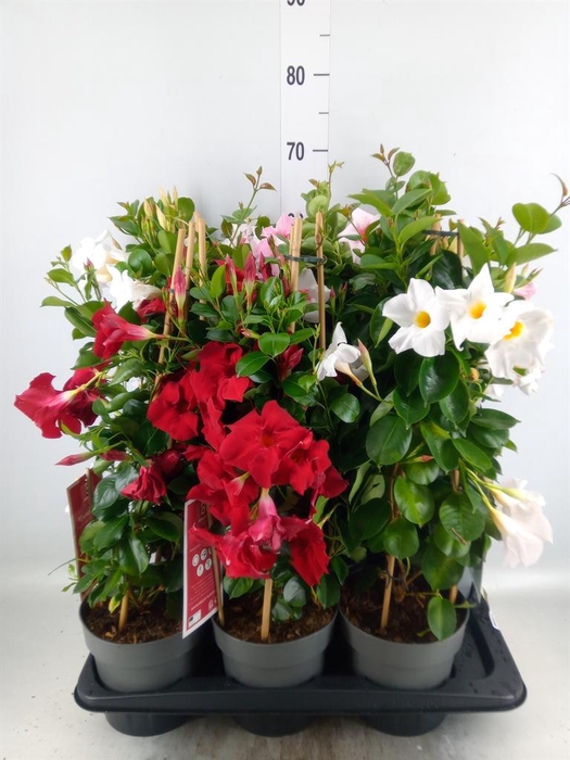 <h4>Mandevilla am. 'Sundav' ...mix</h4>