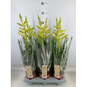 Tillandsia oerstediana