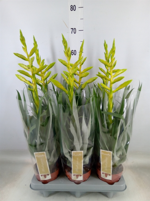 <h4>Tillandsia oerstediana</h4>