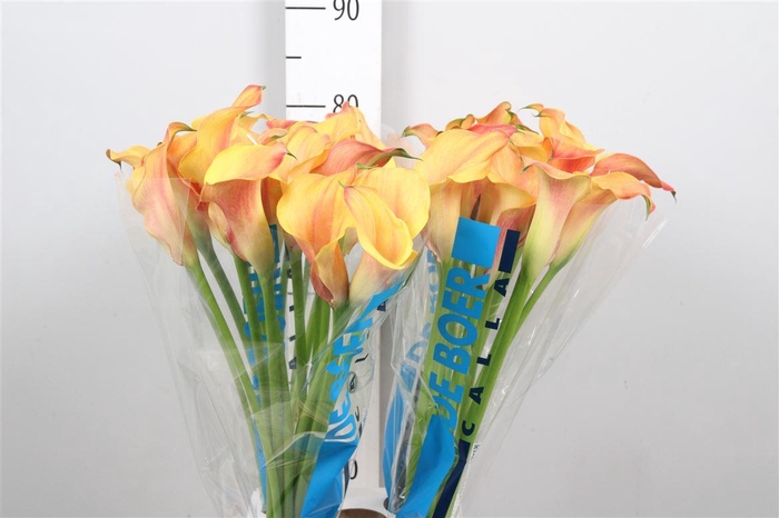 <h4>Zant Capt Odeon</h4>