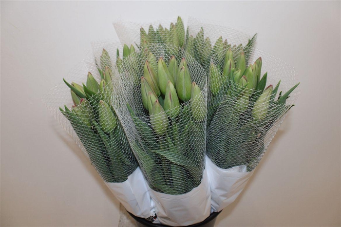 <h4>Tu Fr En Romaine</h4>