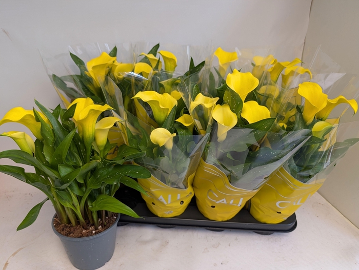 <h4>ZANT SUNCLUB</h4>